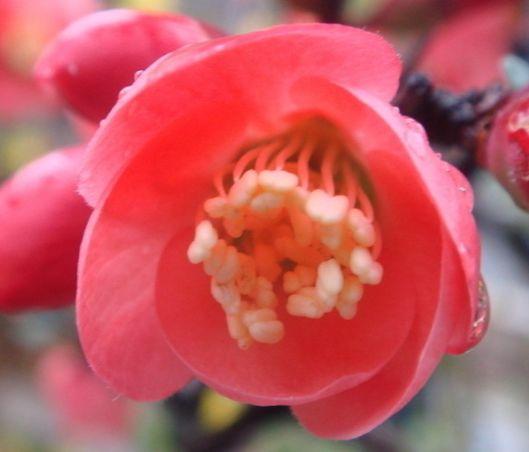 生肖|未来7天运势大红大紫，4属相吉星进门，日子红红火火，万事吉祥