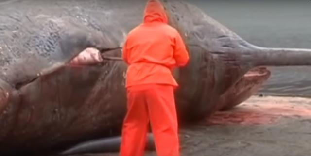 [骆驼]几个死掉却比活着更危害人类的动物，其中之一是我们常见的骆驼