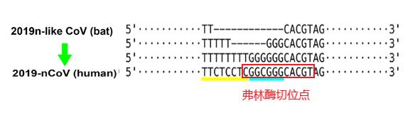 核苷酸▲新冠病毒太狡猾?新证据揭示其“自然进化”新机制