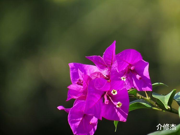 白羊座|未来15天，桃花四起，真爱悄然到身边的星座4大星座