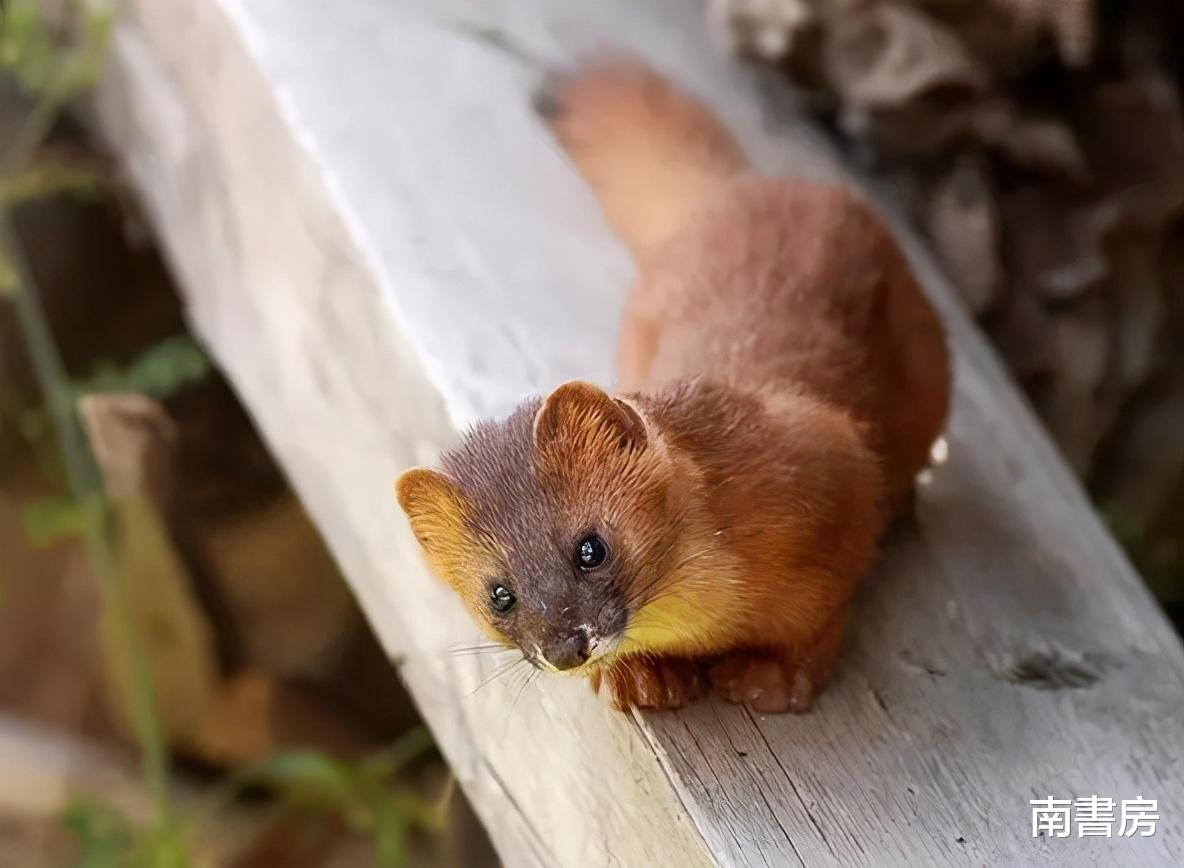 黄鼠狼|黄鼠狼为啥不能吃，其实并非全是迷信，《本草纲目》中给出了解释