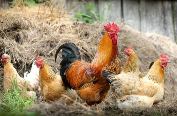 属鸡▲“一人得道，鸡犬升天”家中此生肖的，全家跟着飞黄腾达！