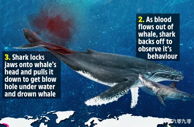 大白鲨|南非4米大白鲨猎杀10米座头鲸,先咬尾后咬头,仅用50分钟!