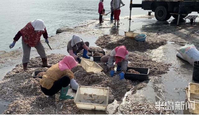 半岛新闻客户端|螃蟹50元、大海螺45元！记者走市场逛码头，青岛最“鲜”海货价格表来了