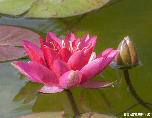 「拥抱」未来15天好运加身，4属相喜事接二连三，名利双收，拥抱美好生活