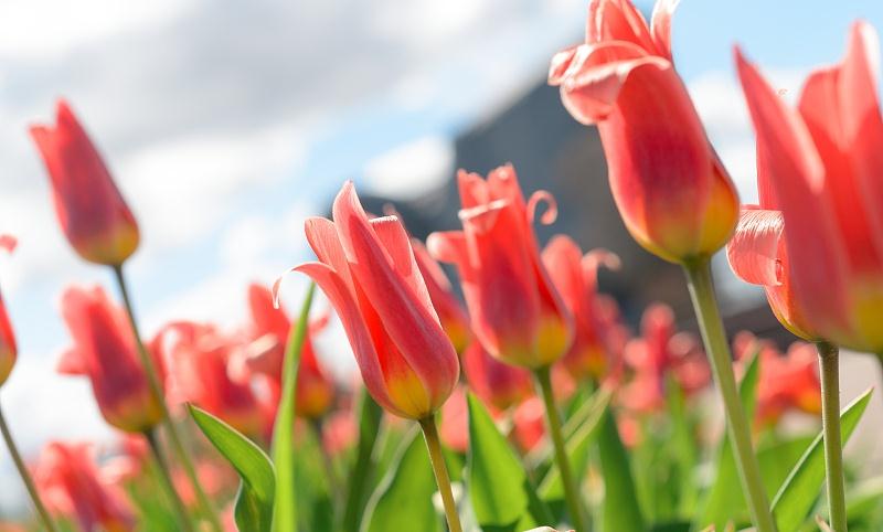 运势|8月开始走运势如虹，财富如雨，事业一飞冲天的三生肖