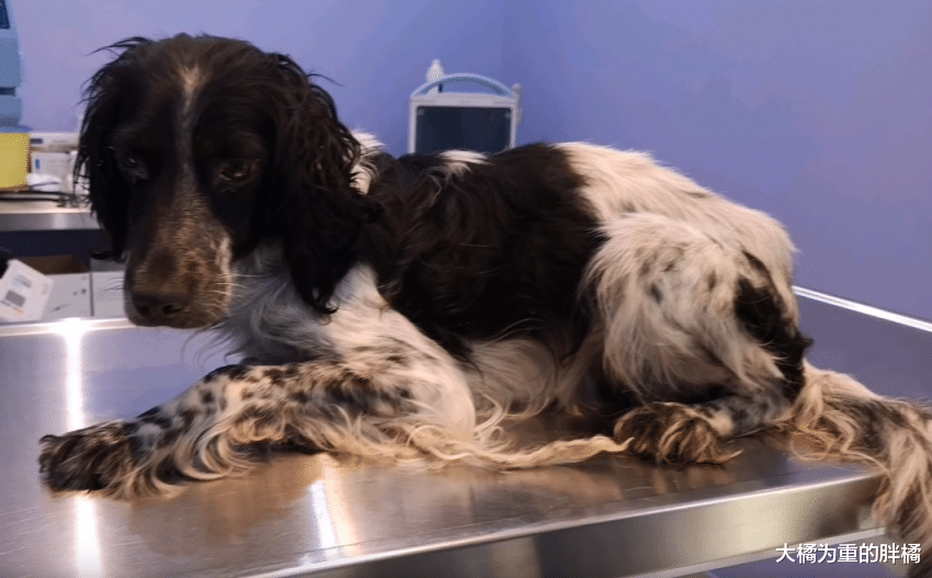 狗狗走失后又组建了家庭，孩子刚出生不久，它的“伴侣”便被抓走