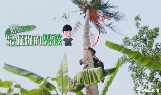 『彭昱畅』《向往的生活》彭昱畅摘椰子，嘉宾疯狂暗示流程错了，他却不明白！
