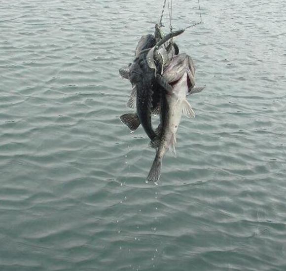 饵料|钓鱼的职业病，你是不是也有？