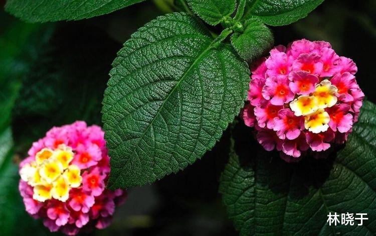 双鱼座|10月11号，报喜鸟飞来，横财大奖抱回家，收入翻一番的3生肖