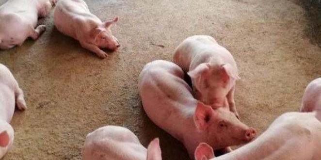 生猪价格|猪价持续下跌,下半年养猪会不会血本无归?内行人一语道破!