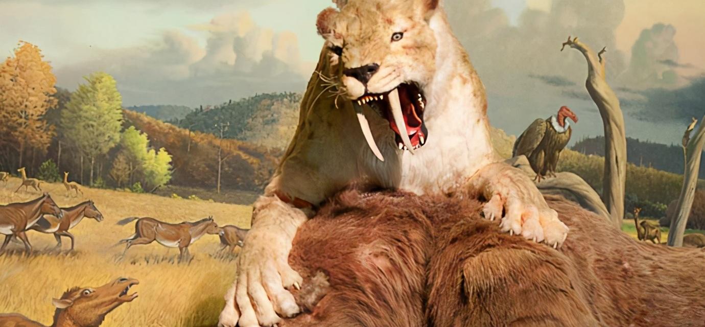 剑齿虎|牙齿脆、咬力低的史前巨兽剑齿虎，凭啥成为霸主级猛兽？