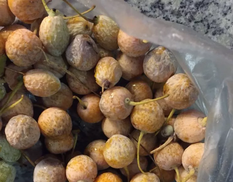 芒果都市|提醒！湖南街头、公园正大量出现！千万别乱采食！