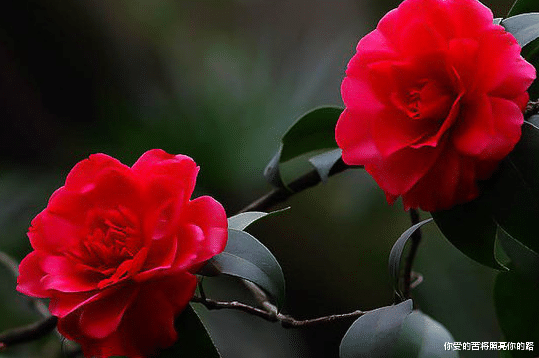 『运势』未来30天，4属相富足有余，大赚特赚，好运不断，喜事多多