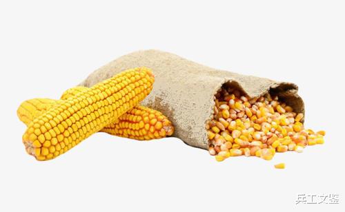 從玉米價格看我國能不能經得起糧食戰爭的沖擊？-圖6