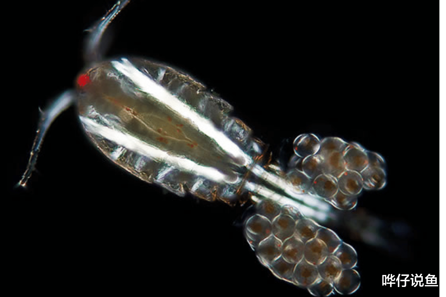 为什么有些金鱼玩家会忌惮青蹦，而不忌惮红蹦？原因不止一个