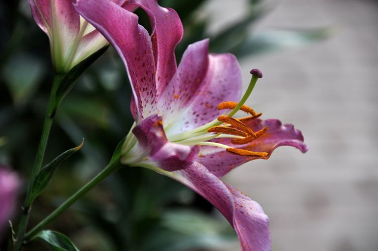 金牛座|9月份，痛定思痛，放手一搏，3大星座爱情不纠结，与真爱不期而遇