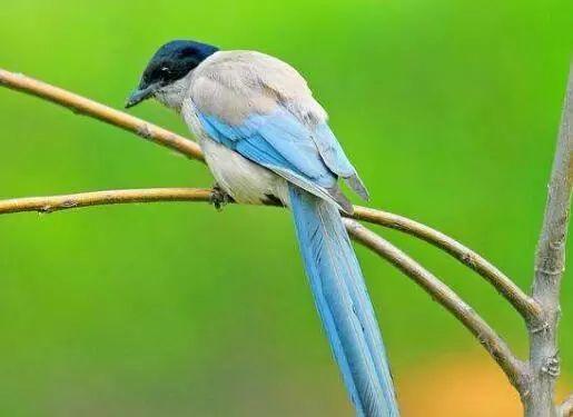 旧爱|9月事业如鱼得水，工作顺心如意，财运一飞冲天的四生肖