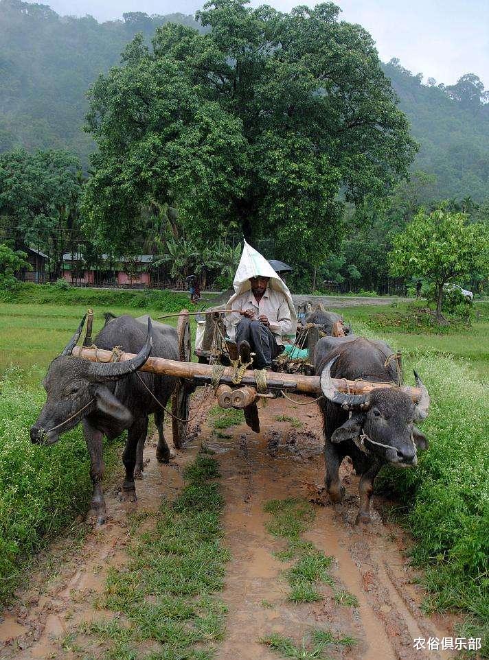农俗俱乐部|7月16号入伏，40天的伏天，老农常说“入伏有6怕”是哪6怕呢？