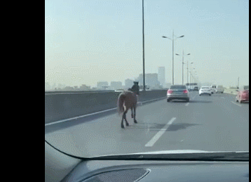 杭州：高架上跑来一匹马！交警发布通报