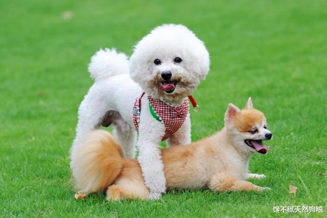 这6种不爱掉毛的狗狗，看看你喜欢哪一只？网友：我都想要