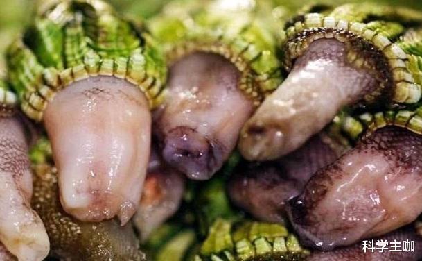 鲨鱼|鲸鱼挥之不去的伤疤！为什么藤壶只寄生鲸鱼，却不寄生鲨鱼？