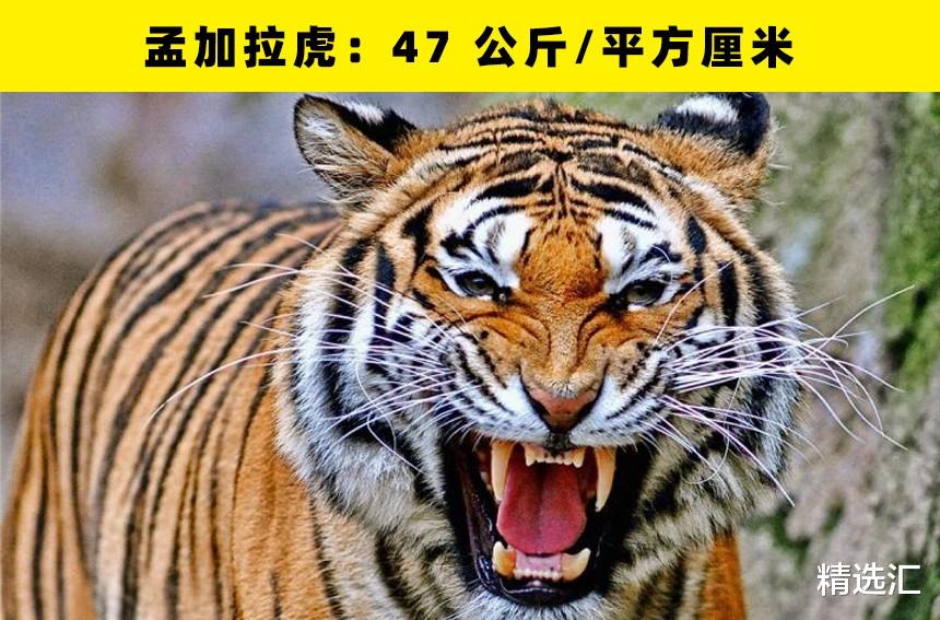 鳄鱼|动物咬合力哪家强?盘点世界上咬合力最强的16种动物