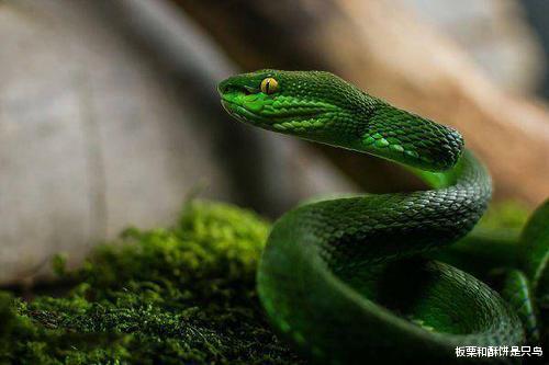 @看一下这些漂亮又无毒的蛇类，下次看到他们不要害怕啦