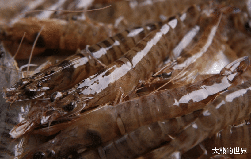 对虾|都是虾，明虾、基围虾、白对虾有什么不同？还是弄懂了再买为好