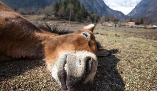 【染色体】马和驴如何“发生”的，为何骡子不能生育？女兽医道出了其中实情