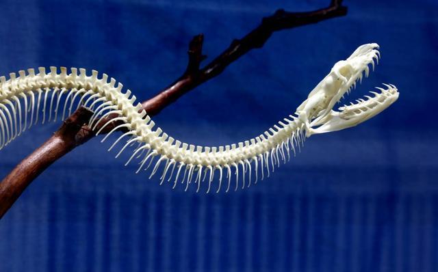 「」俗话说“打蛇打七寸”,蛇的“七寸”究竟是指什么地方?