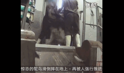 鸵鸟|网传张雨绮未能成团，富婆人设不倒：我却看到了人类贪婪的一幕