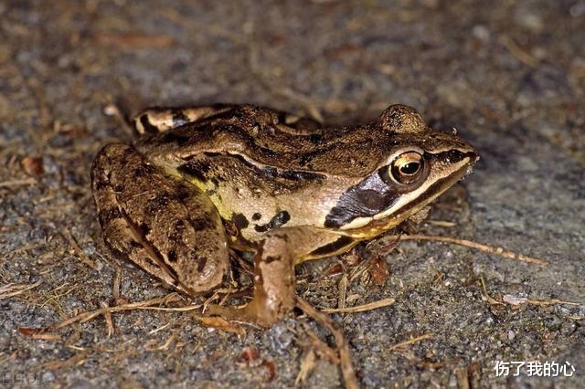 蟾蜍|在地下20米的矿床发现一只青蛙，竟是200万年前的活青蛙