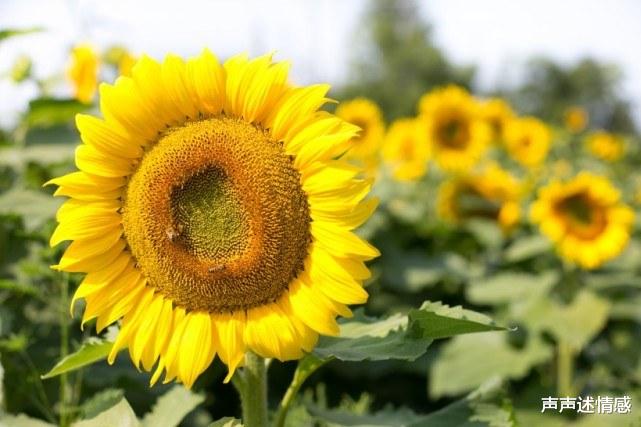 『生肖』下个月内,喜结良缘,桃花朵朵开,能够拥抱爱情的四大生肖!