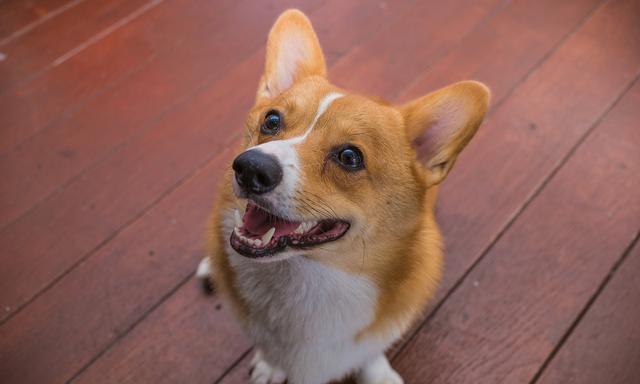 狗狗吃狗粮最后会留一粒是因为它不饿吗？这5方面才是主要原因