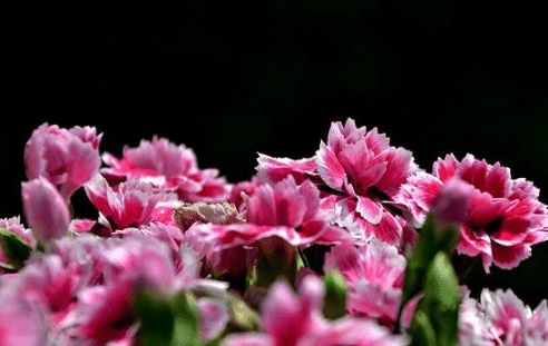 @越老越有钱的4大生肖，年轻时一贫如洗，中年后富得流油