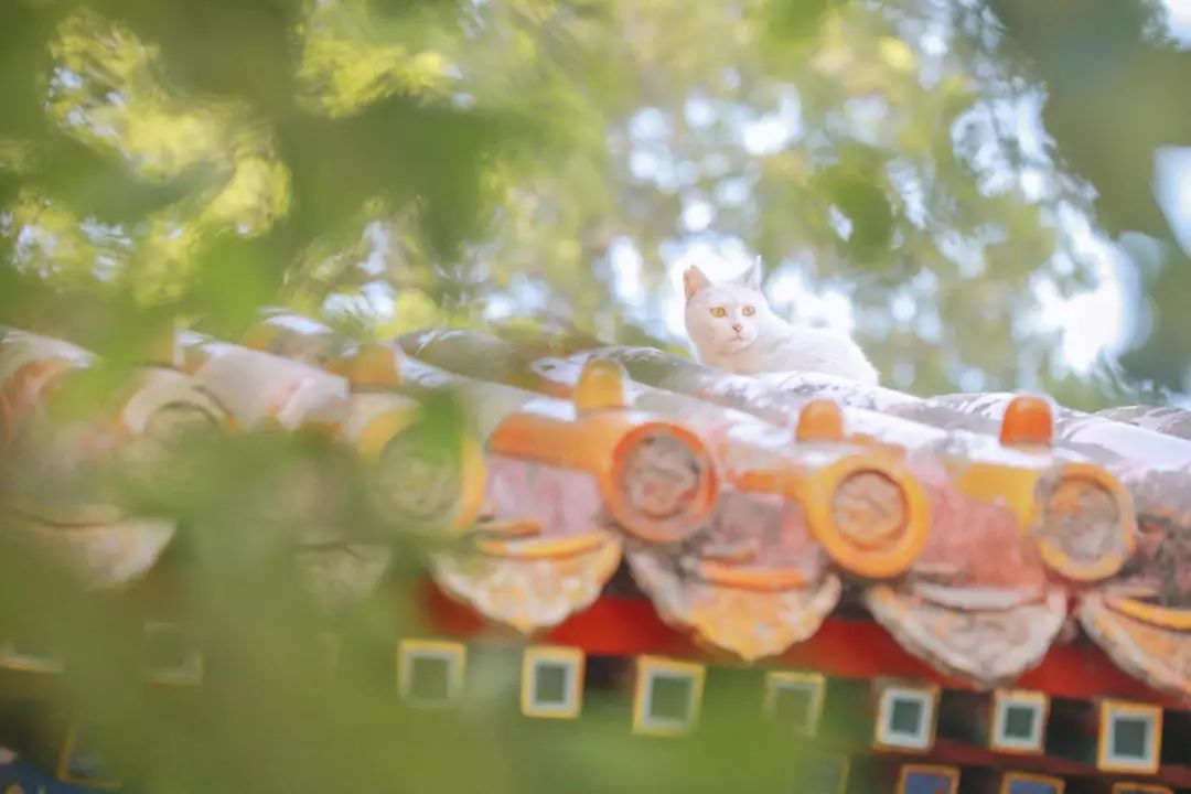 全网爆火的故宫雪景图和猫，是她拍下的。