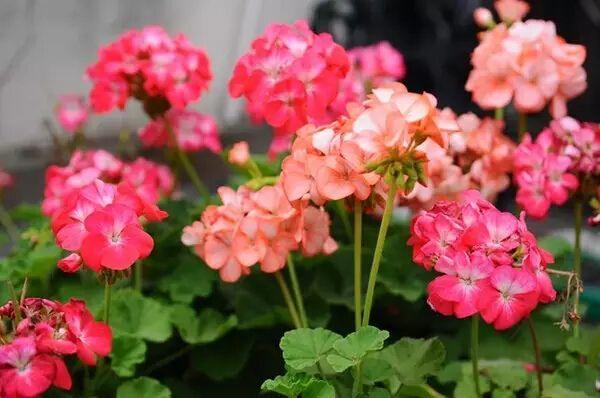 『双子座』遇上这几个星座,越虐他们,他们爱你更深