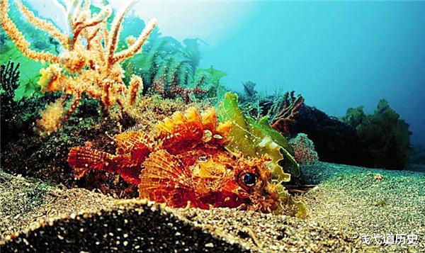 猴娃|“猴娃”的身世之谜：23年前专家对其尸检后，发现六大疑点