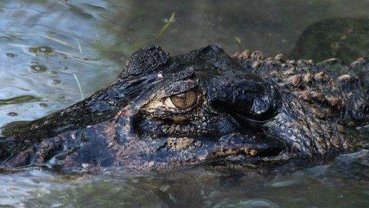 哺乳动物|正是因为这几种生物，有它们的存在，亚马逊才被叫做人类禁区?