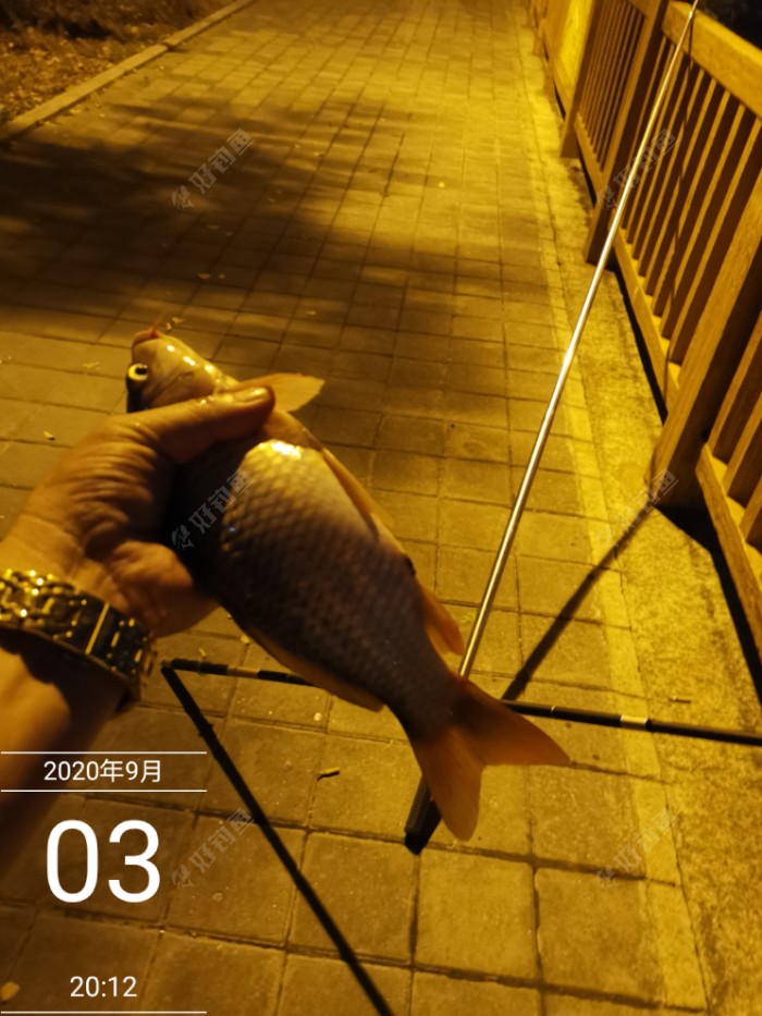 鲫鱼|夜钓闲话长短竿 满水钓近胜钓远