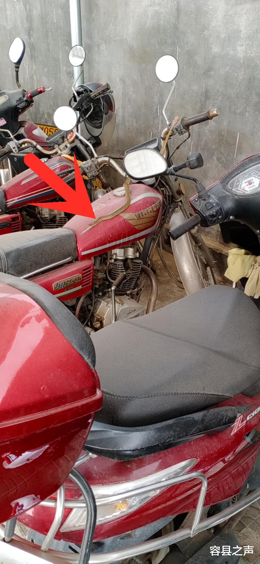 容县之声|广西一小区惊现蛇，还爬到车上，女子取车被吓到！