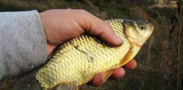 |传统钓在这些地方很合适，爱钓鱼的你不要再错过！