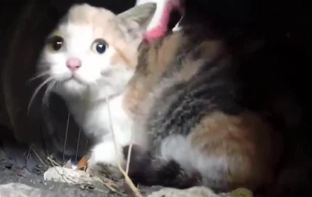 猫咪被困下水道数月，好心人终将其救出：这么可爱，跟我回家吧！