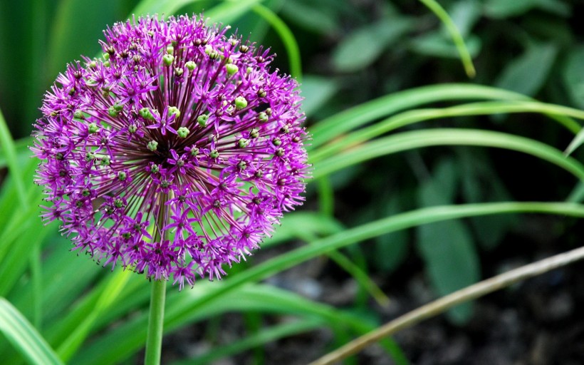 【健康运势】7月,姻缘来临命定相遇,将与挚爱携手一生,此生不离的四大生肖