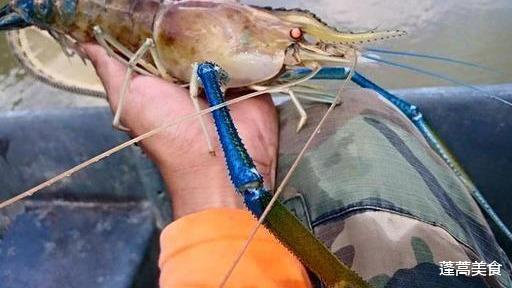 ▲湄公河大虾“泛滥成灾”，一只就是一斤，求助中国吃货，中国吃货：帮不了