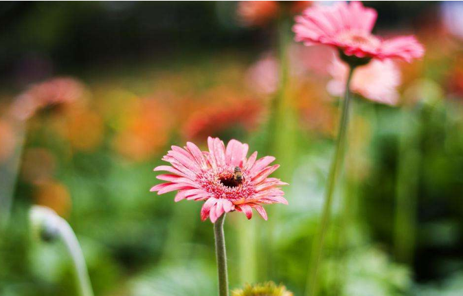 生肖：实不相瞒：5月未来1周，事业大丰收，霉运退散，大家得罪不起的属相生肖