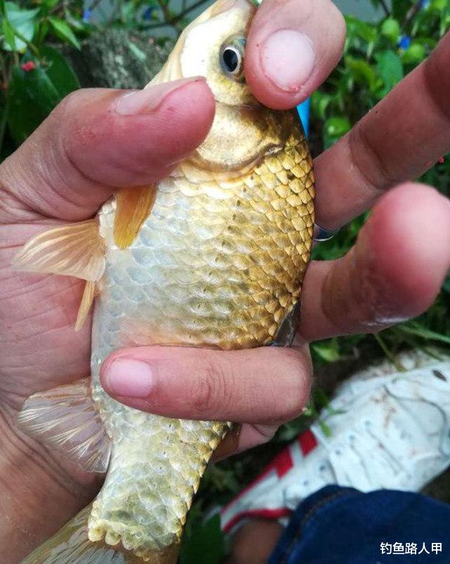 水库@新手的困惑，为啥一到河流就钓不到鱼？因为作钓方式决定了渔获