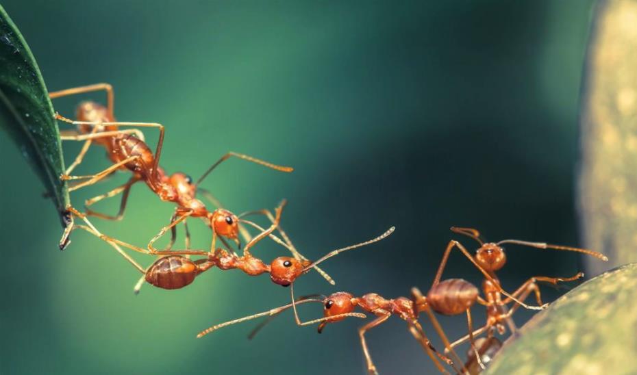 『猩猩』人类不会一直统治地球？下一任统治者已出现，它们向人类发起挑战