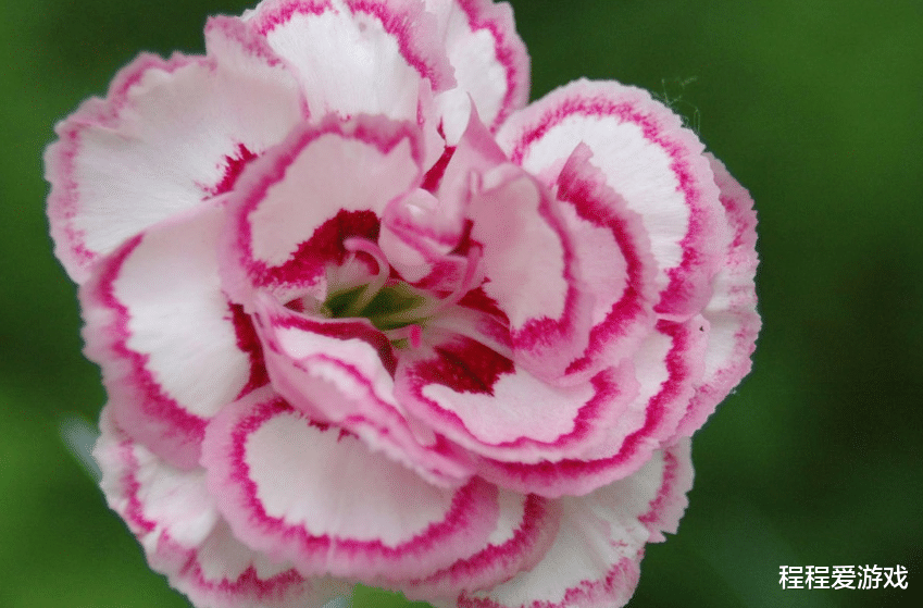 运势|生活中的麻烦精 ，12生肖中究竟有谁，总是到处惹麻烦